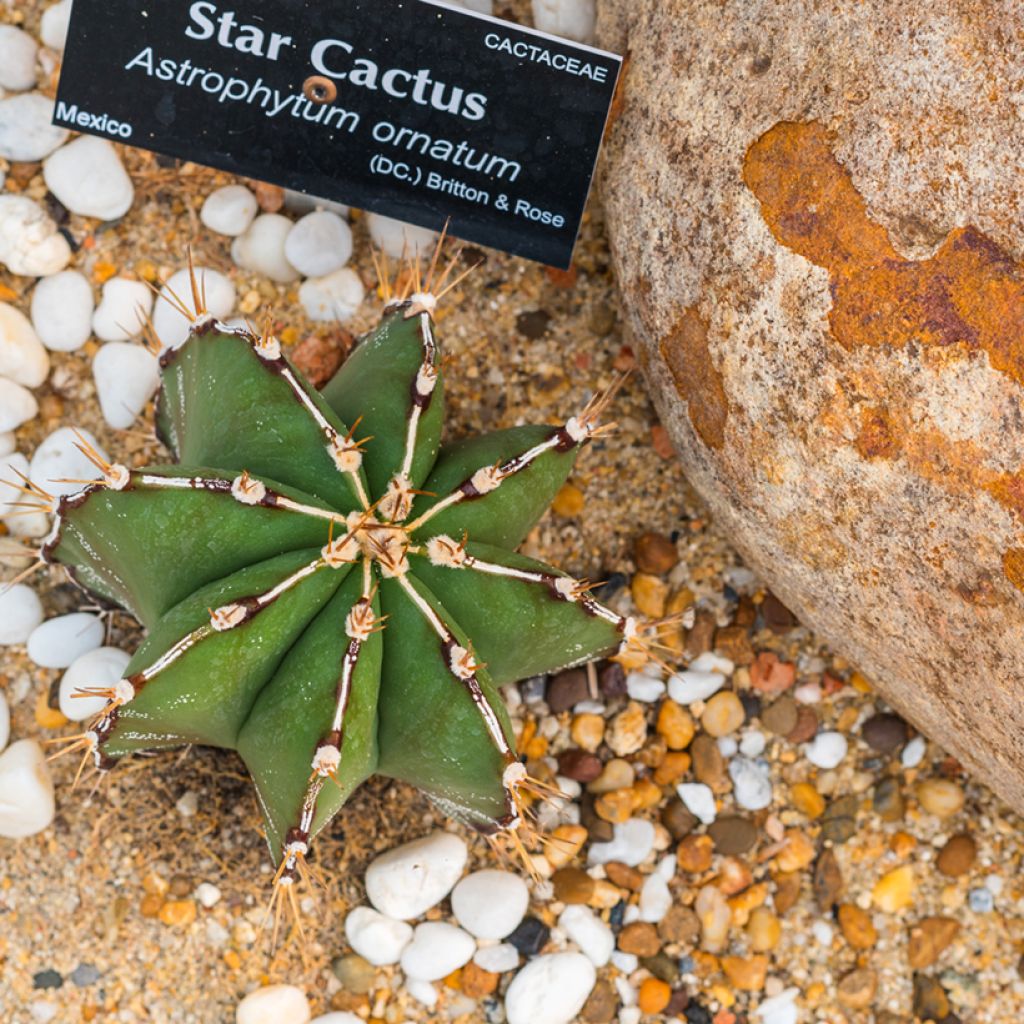 Cactus - Astrophytum ornatum