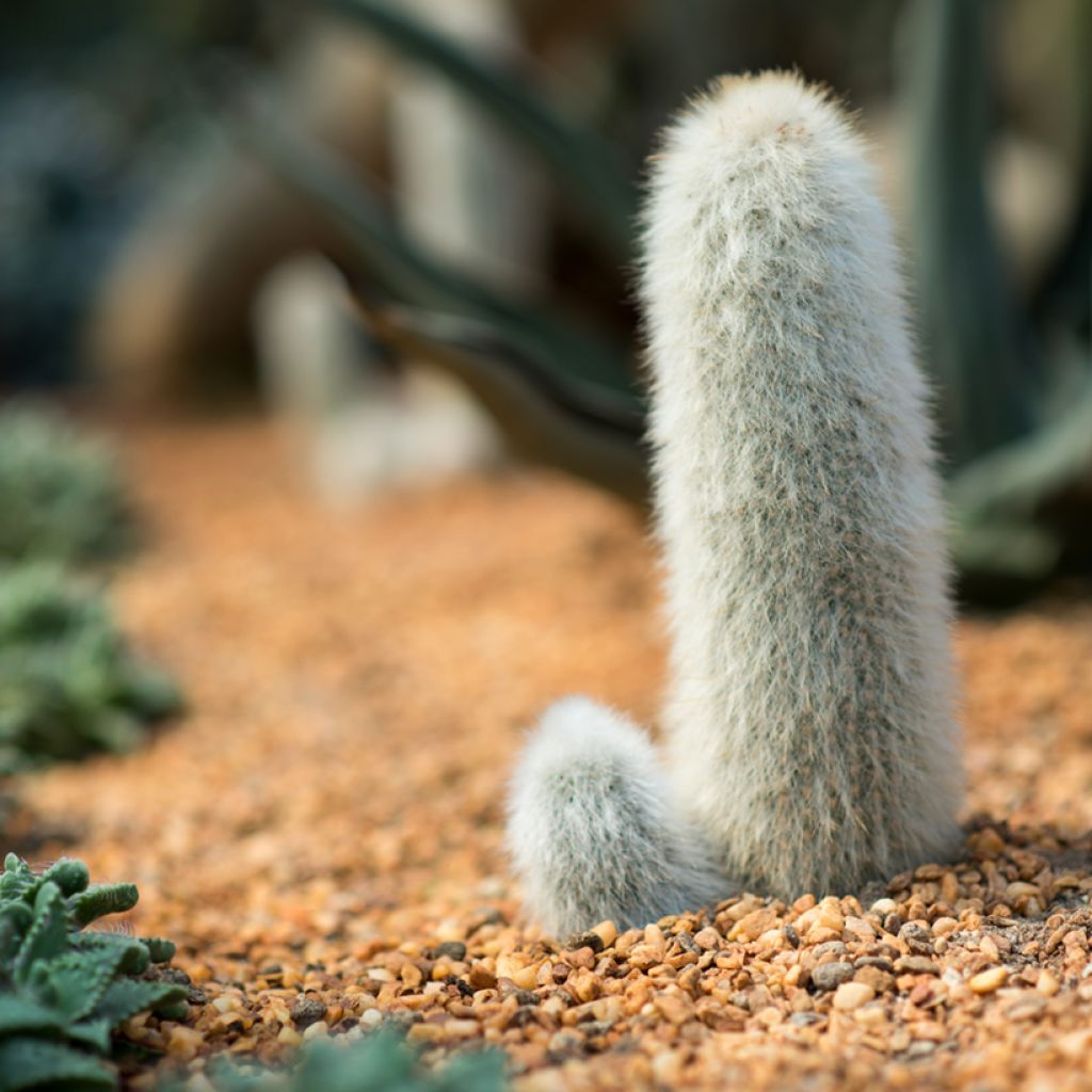 Cactus cierge - Cleistocactus strausii