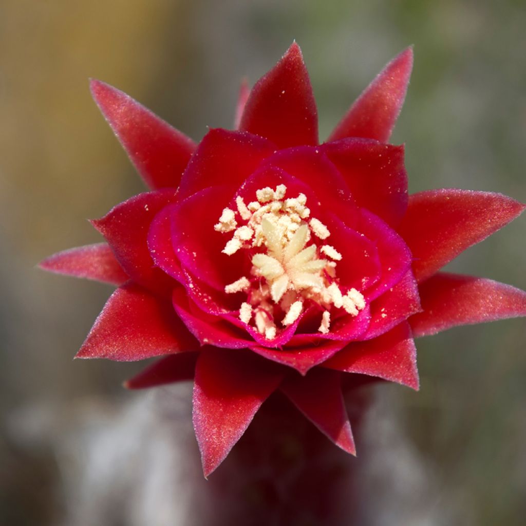 Cactus cierge - Cleistocactus strausii