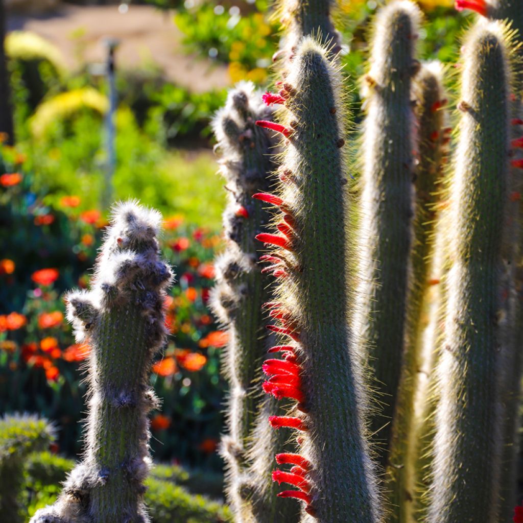 Cactus cierge - Cleistocactus strausii