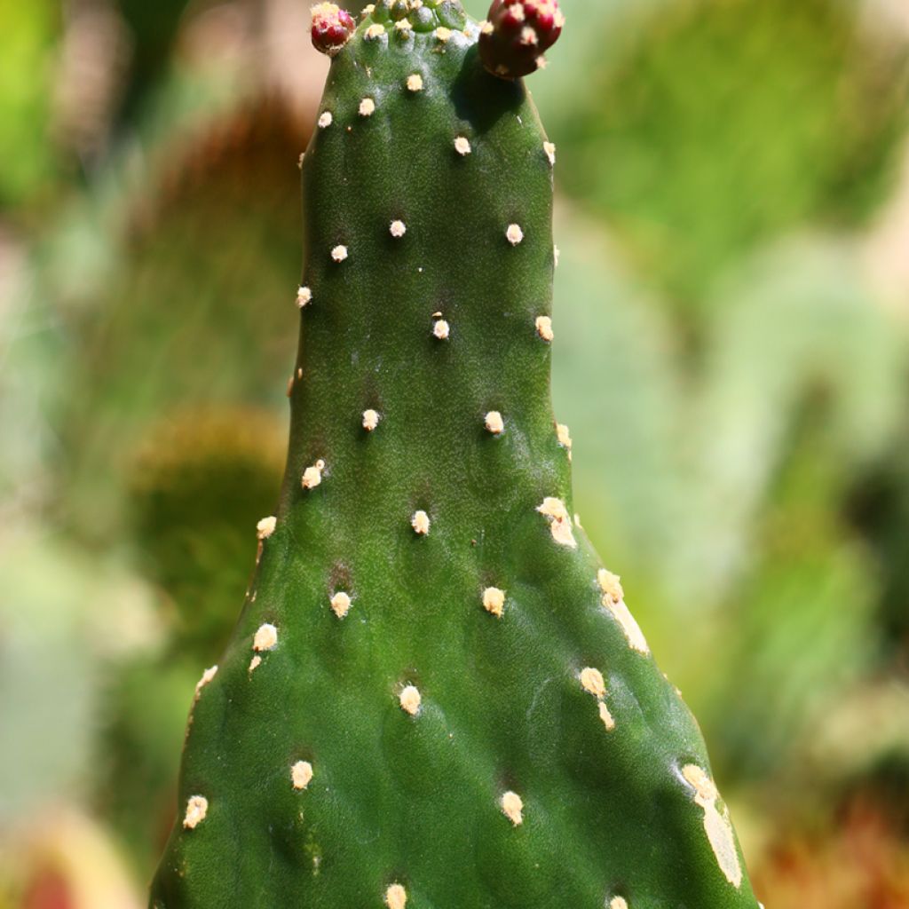 Cactus - Consolea rubescens