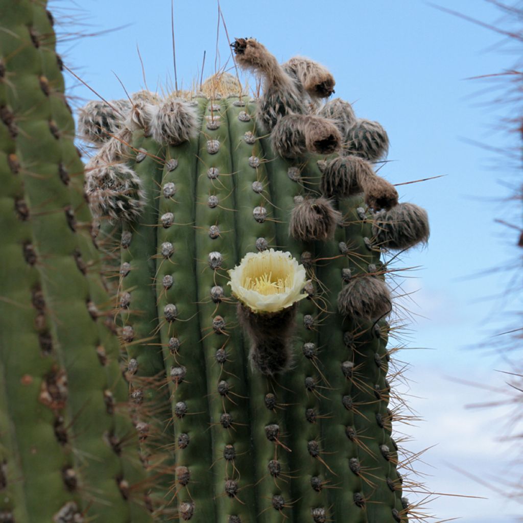 Cactus candélabre - Echinopsis pasacana