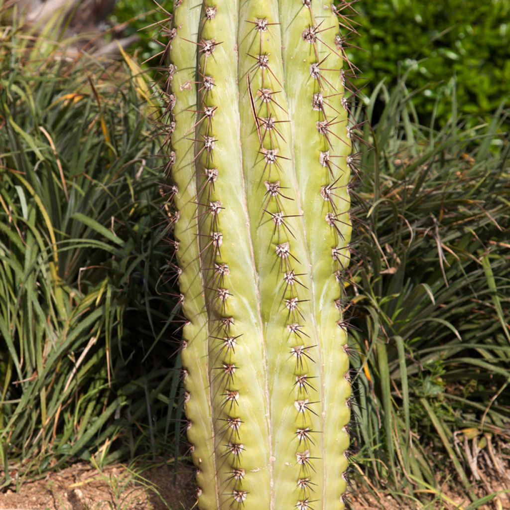 Cactus candélabre - Echinopsis pasacana