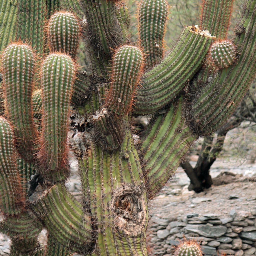 Cactus candélabre - Echinopsis pasacana