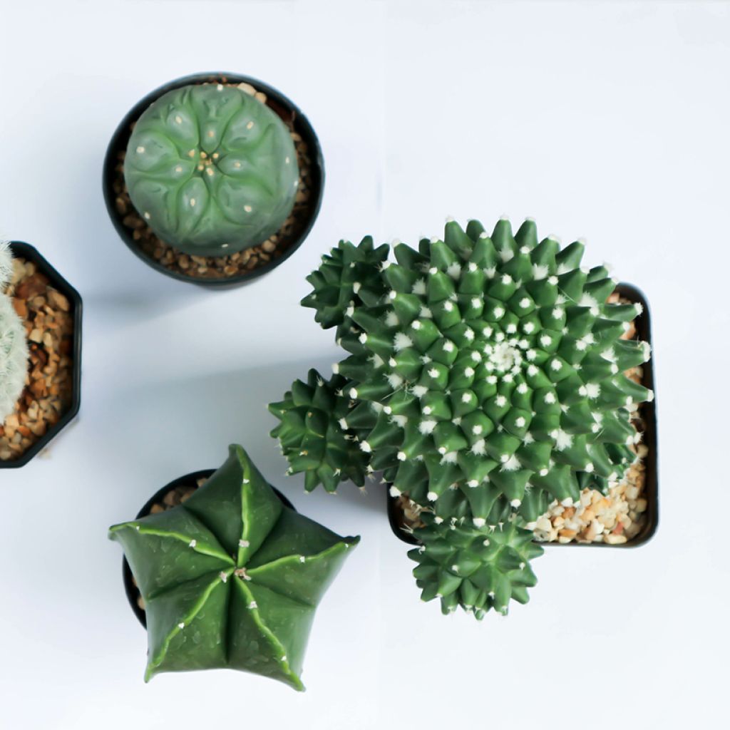 Cactus - Gymnocalycium saglionis