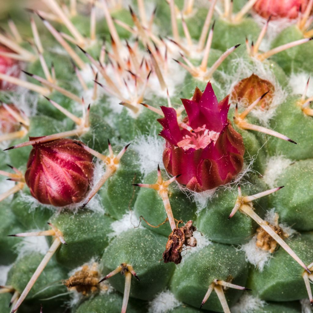 Cactus - Mammillaria compressa