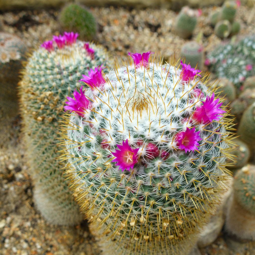 Cactus - Mammillaria hahniana