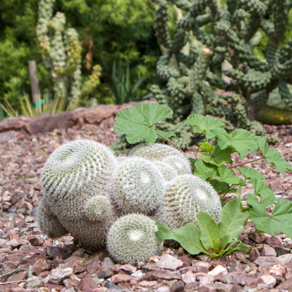 Cactus - Mammillaria hahniana