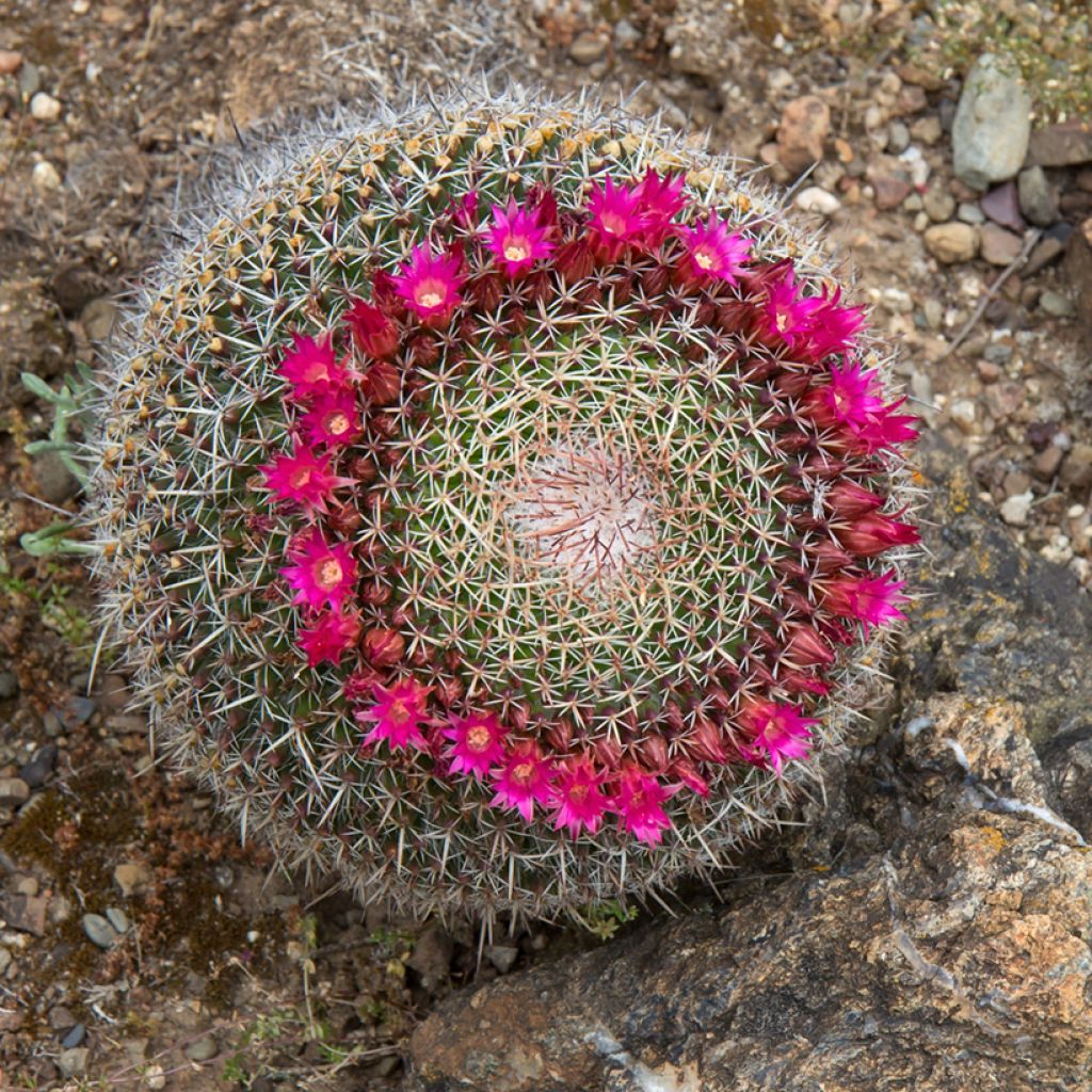 Cactus - Mammillaria hahniana