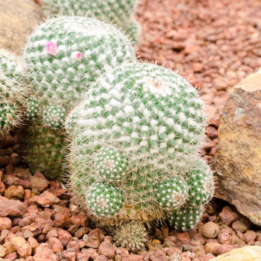 Cactus - Mammillaria hahniana