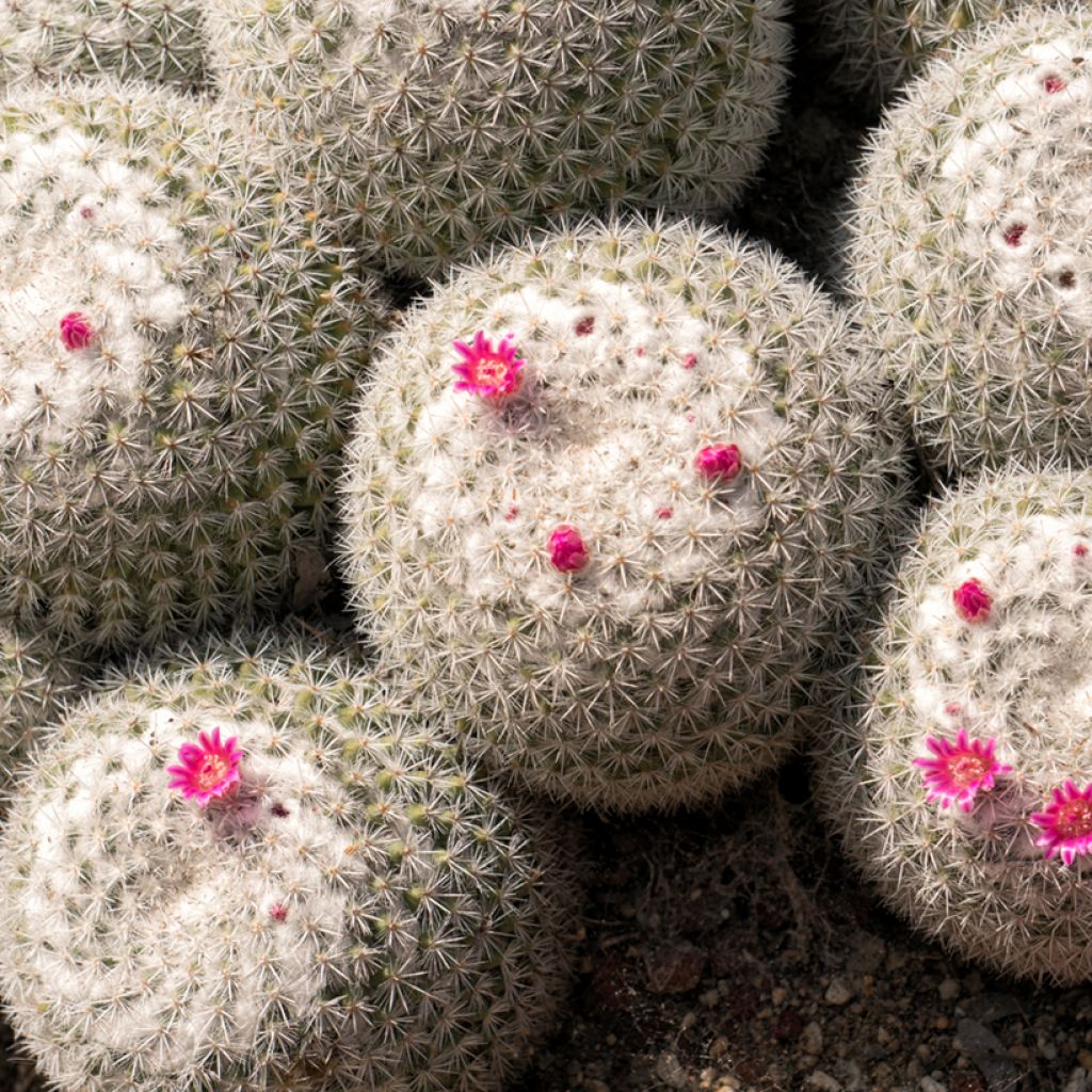 Cactus - Mammillaria hahniana