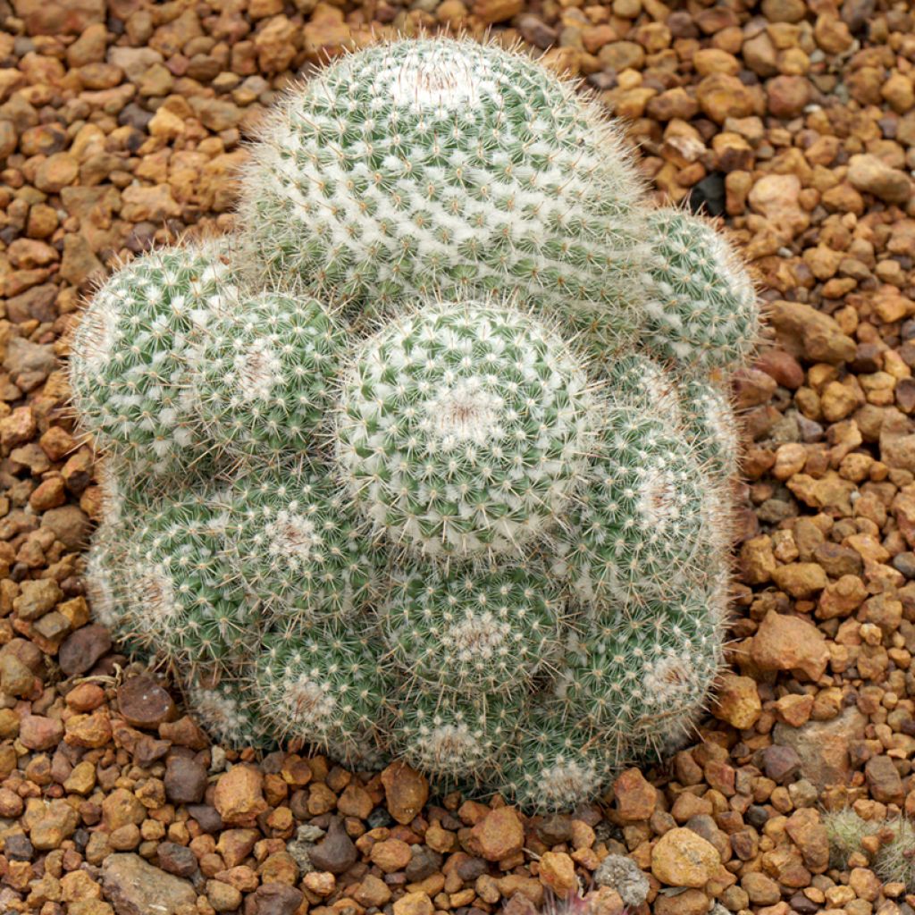 Cactus - Mammillaria hahniana