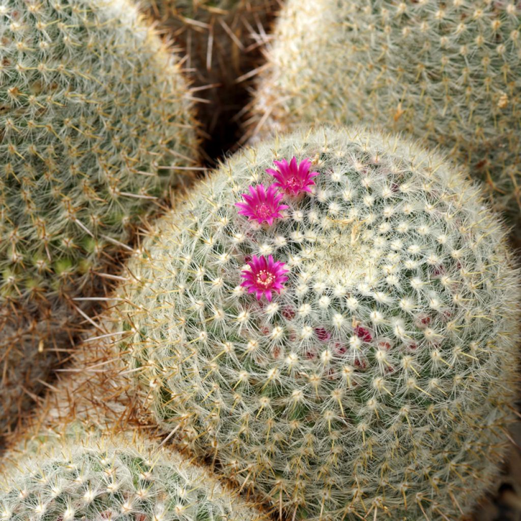 Cactus - Mammillaria muehlenpfordtii