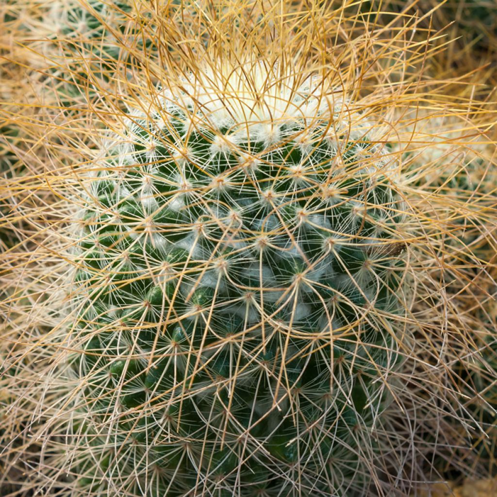 Cactus - Mammillaria pringlei