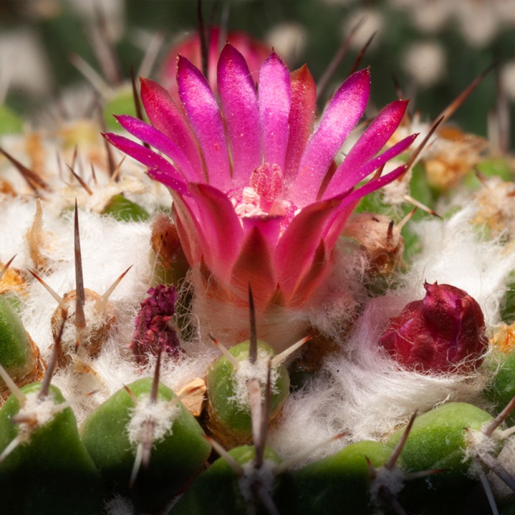 Cactus - Mammillaria pringlei