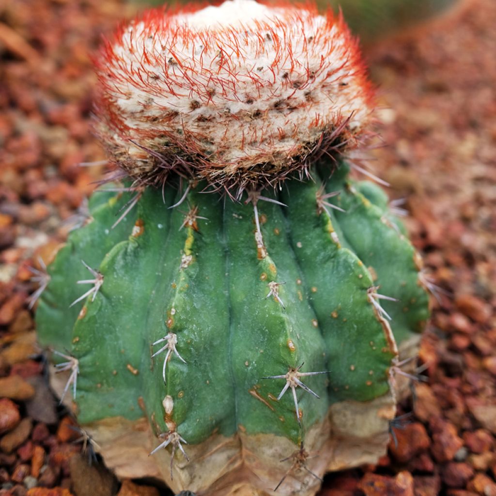 Cactus - Melocactus bahiensis
