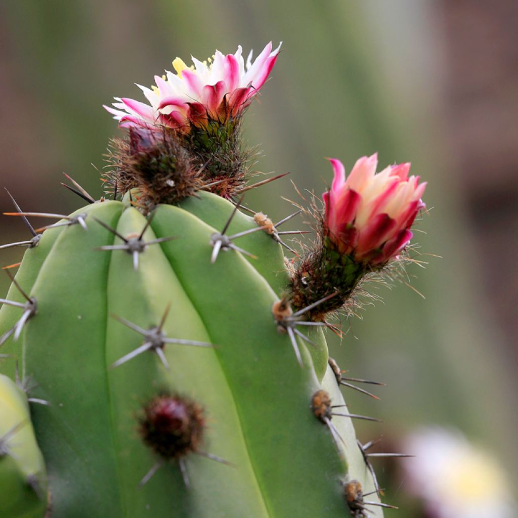 Cactus - Polaskia chende
