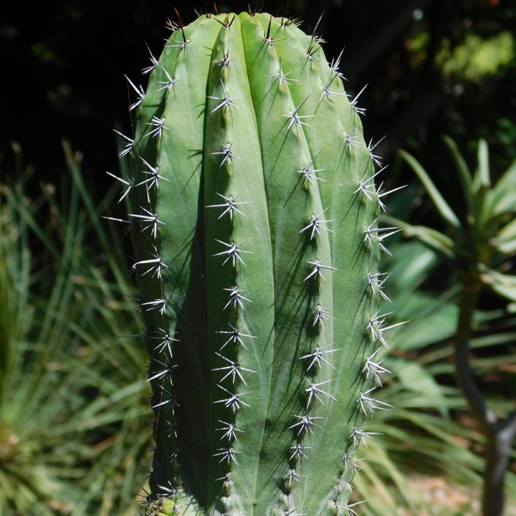 Cactus - Polaskia chichipe