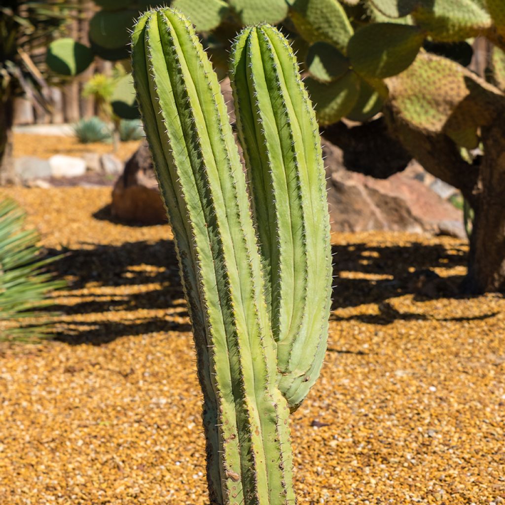 Cactus - Polaskia chichipe