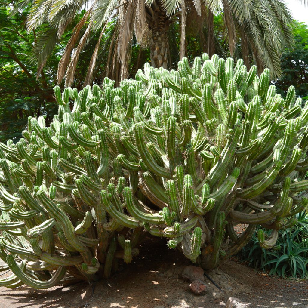 Cactus - Polaskia chichipe