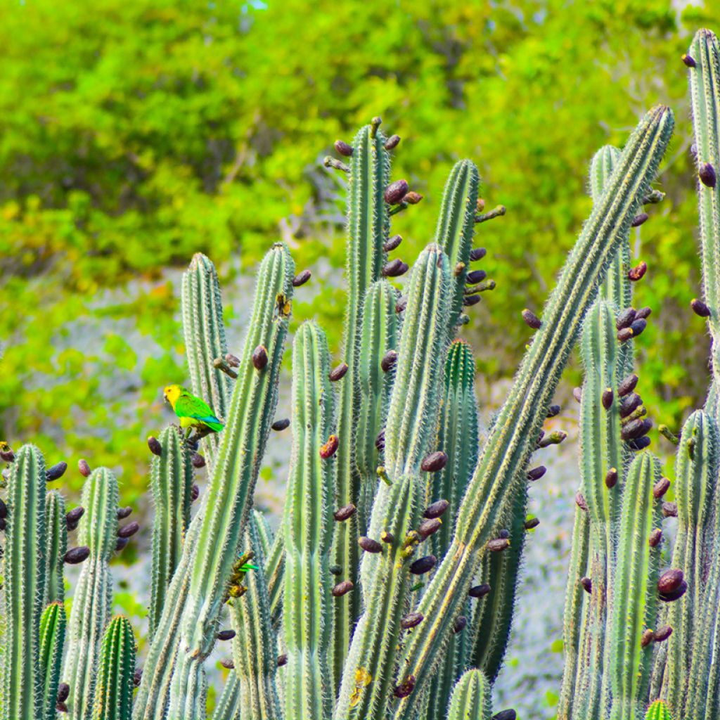 Cactus - Stenocereus griseus