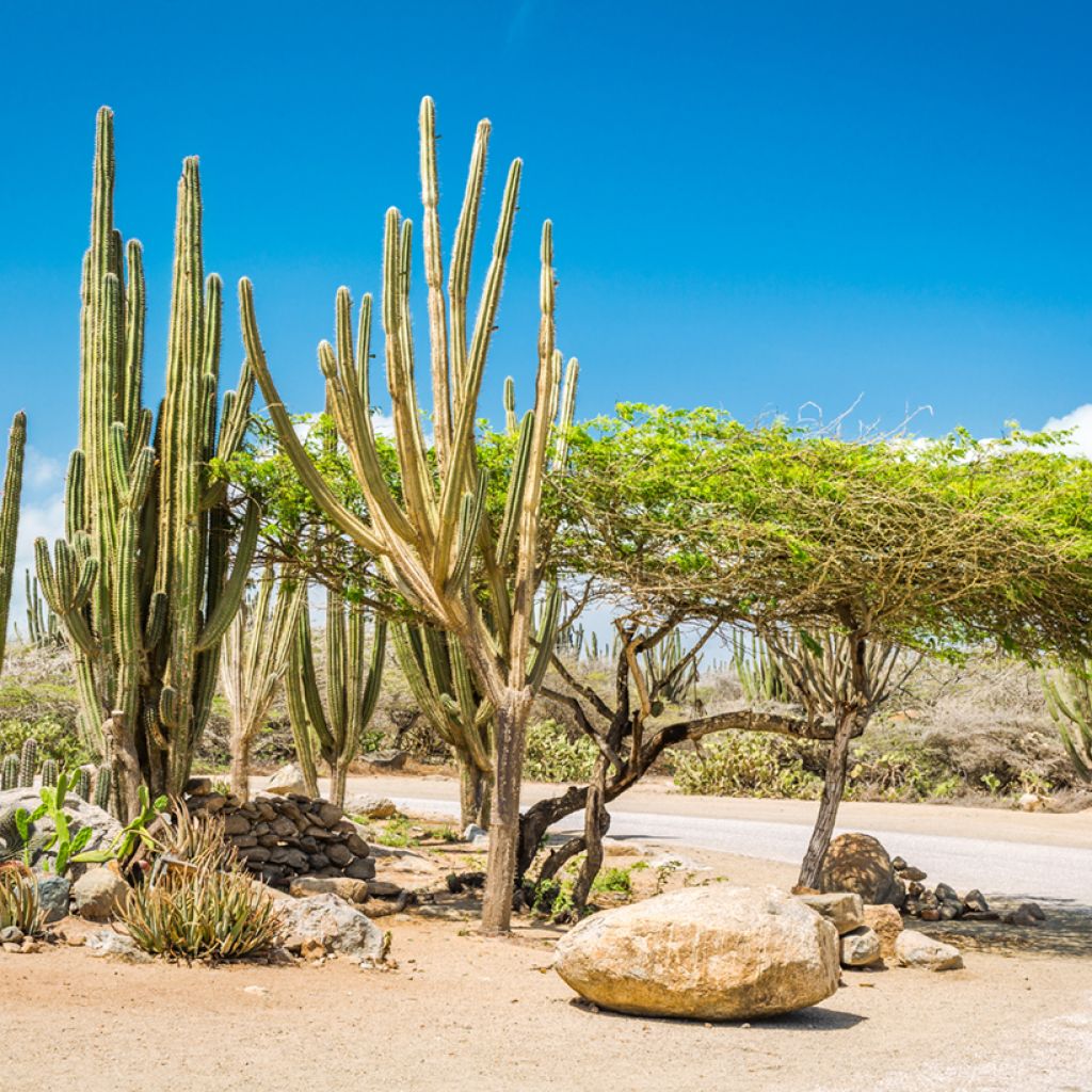 Cactus - Stenocereus griseus