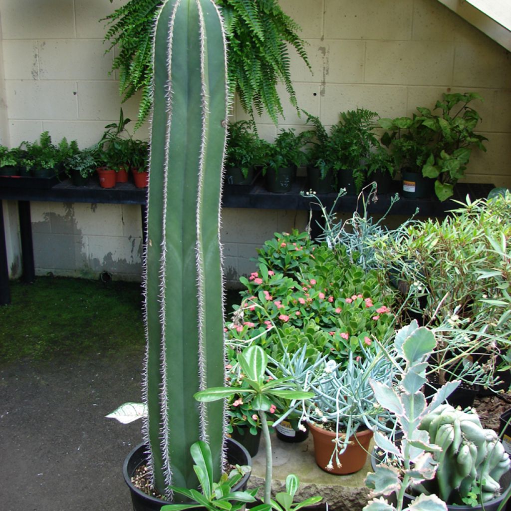 Cactus - Stenocereus marginatus