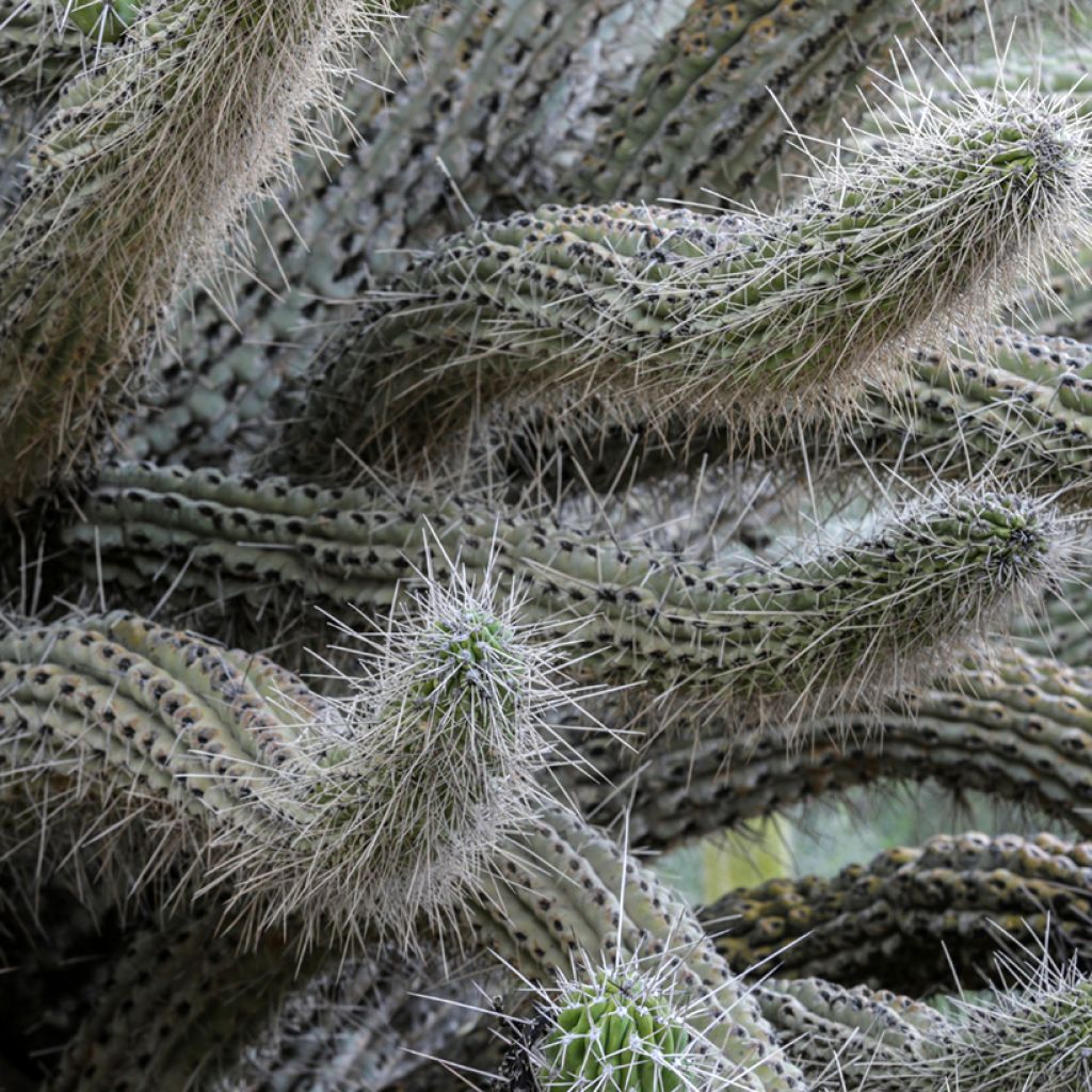 Cactus - Stetsonia coryne