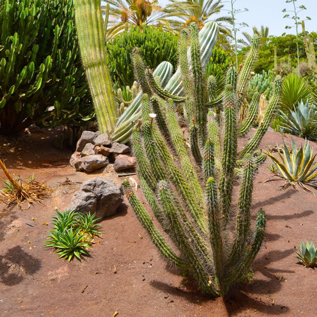 Cactus - Stetsonia coryne