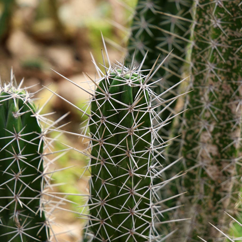 Cactus - Stetsonia coryne