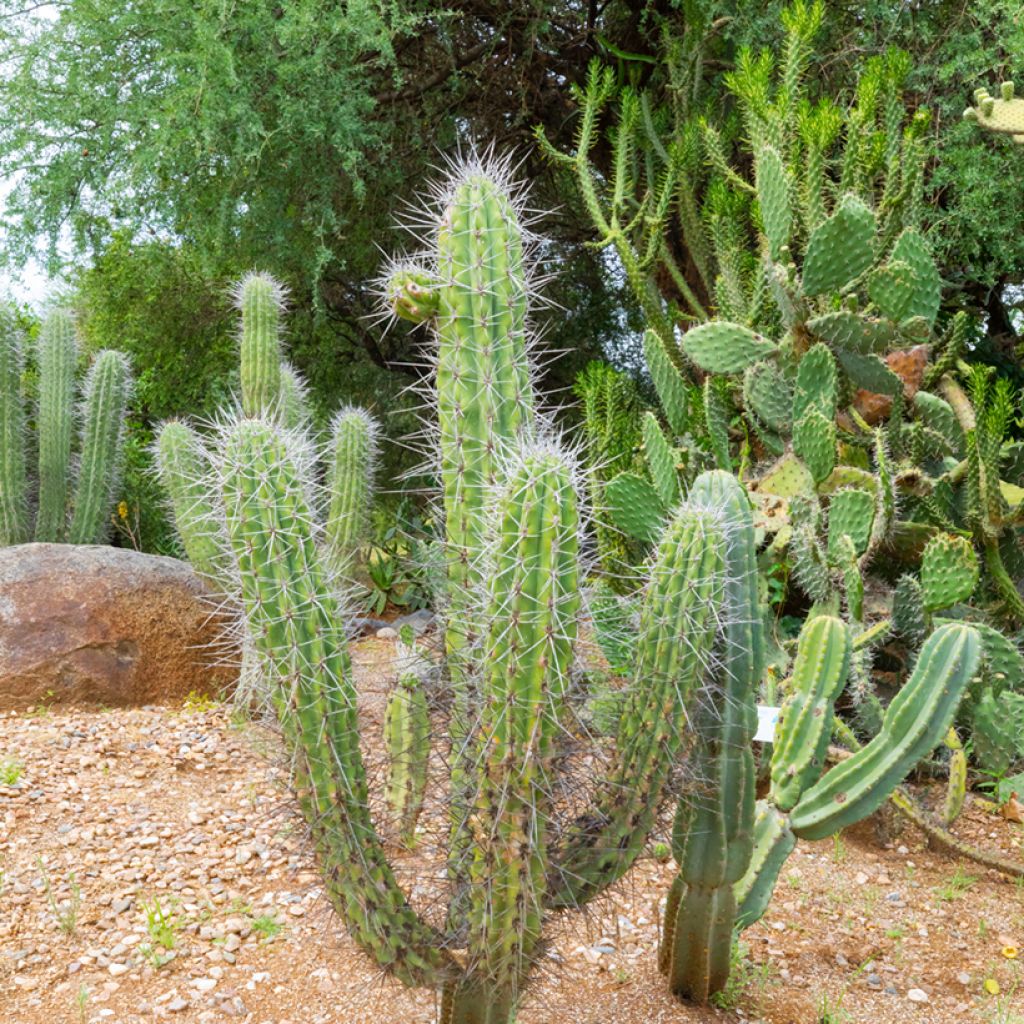 Cactus - Stetsonia coryne