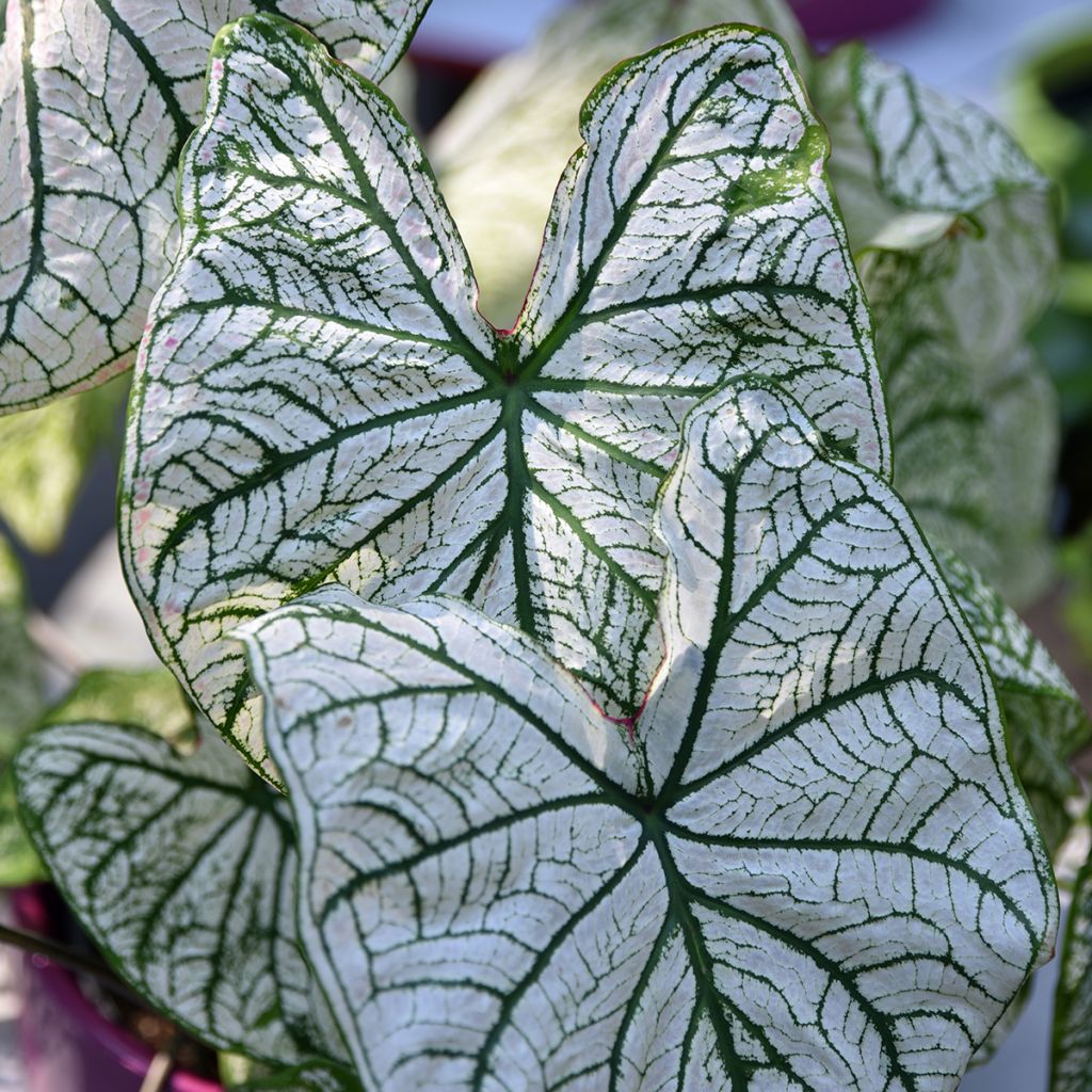 Caladium Pliage