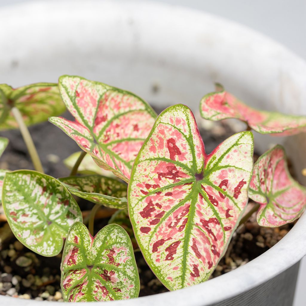 Caladium Purple Light
