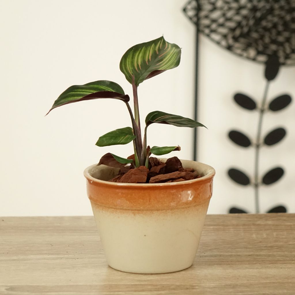 Calathea Beauty Star