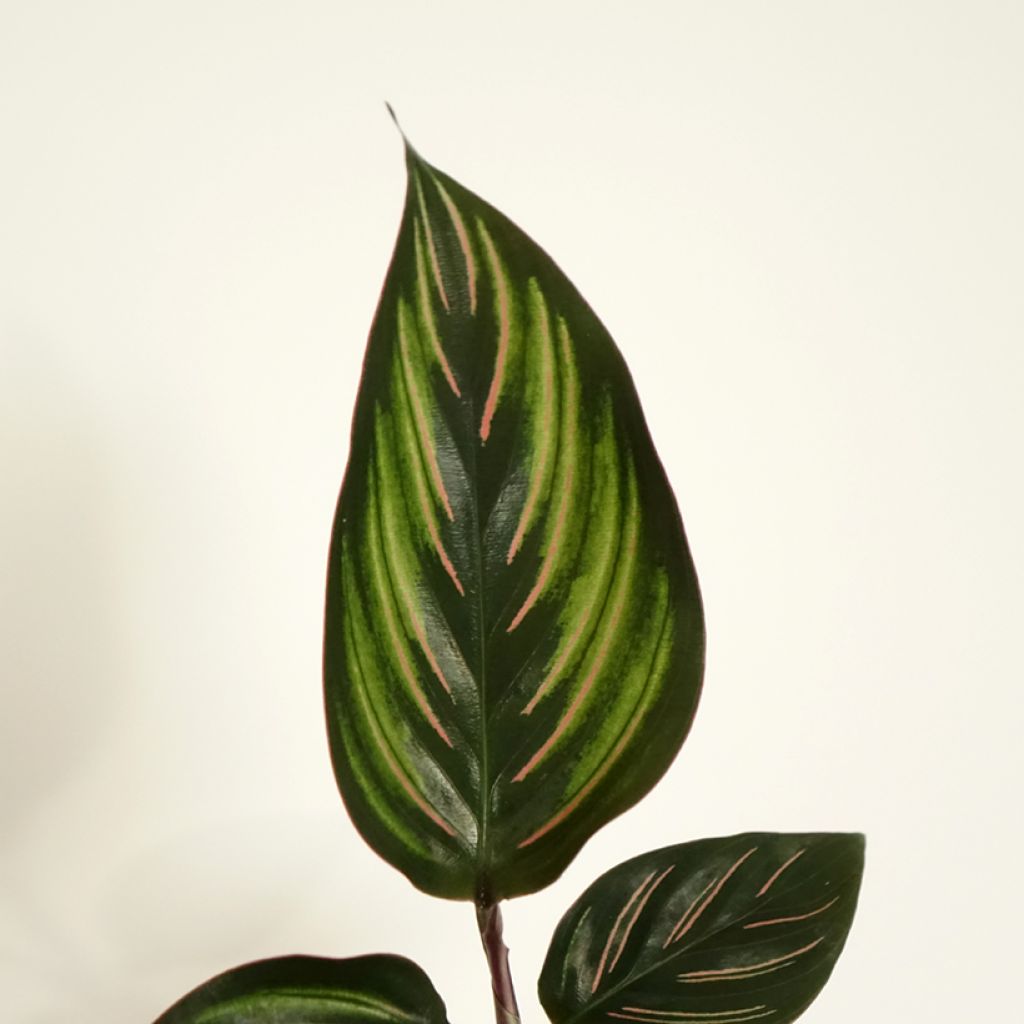 Calathea Beauty Star