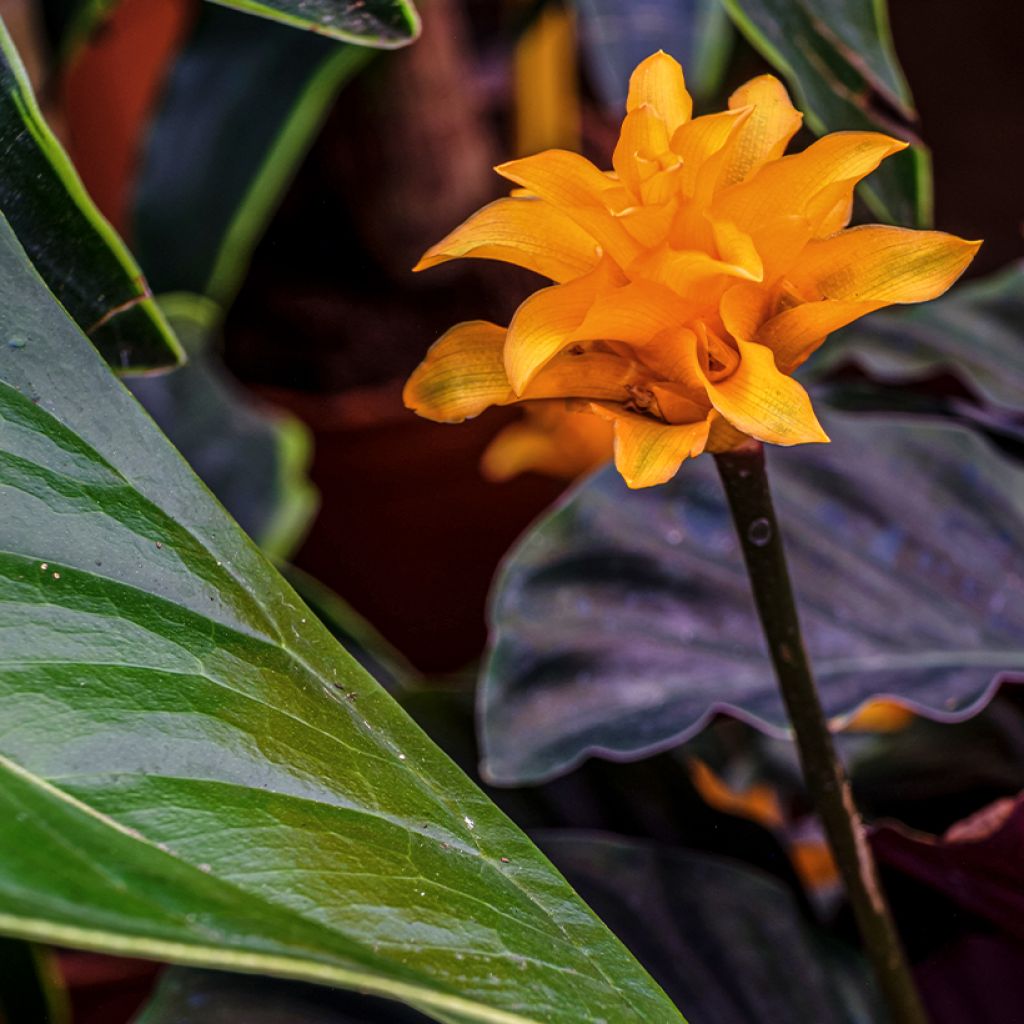 Calathea crocata - Calathée safranée