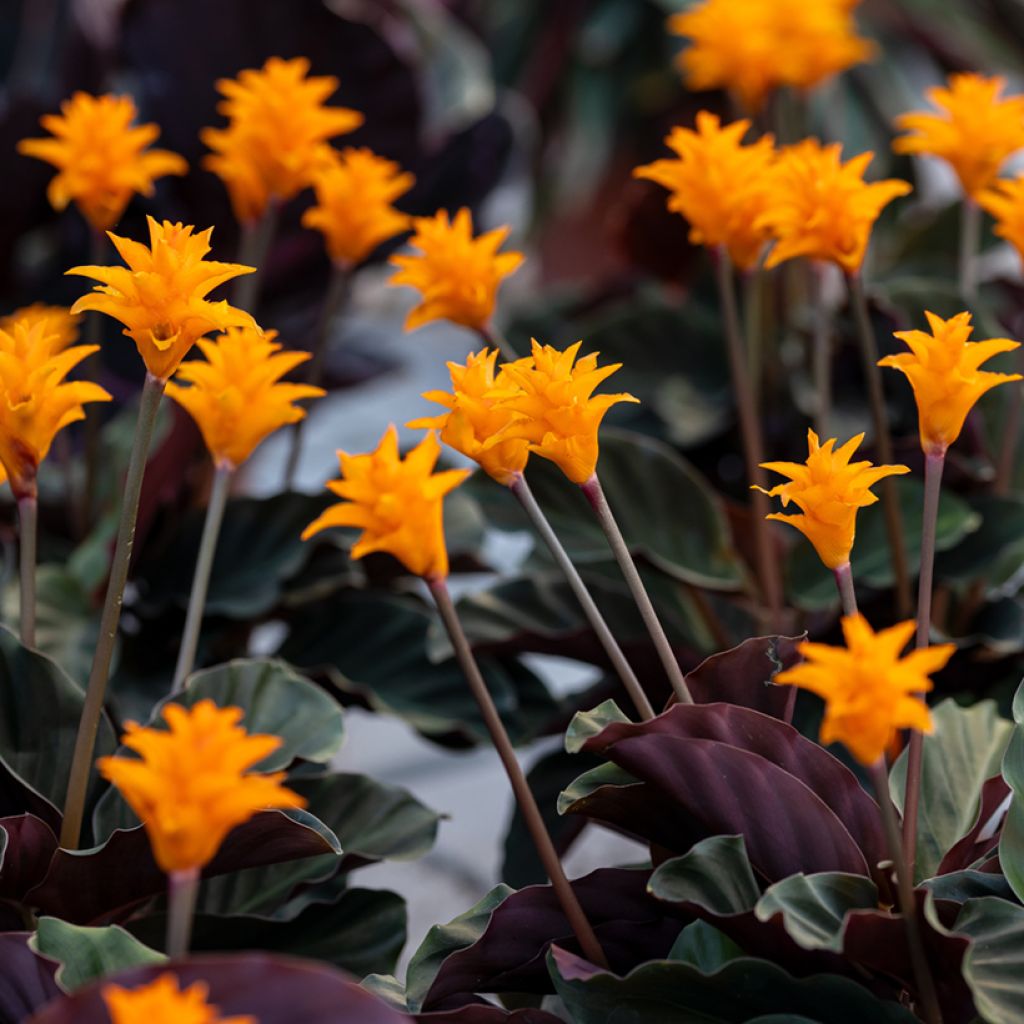 Calathea crocata - Calathée safranée