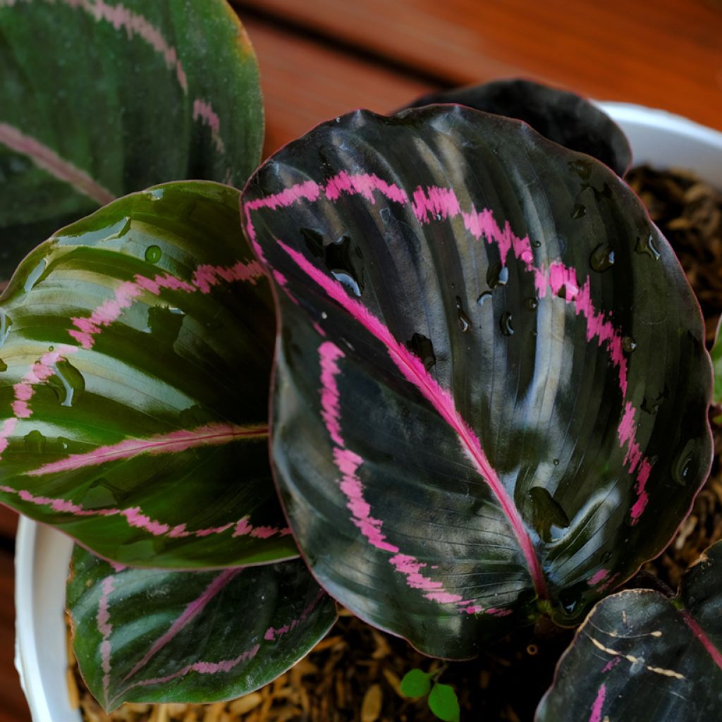 Calathea Dottie