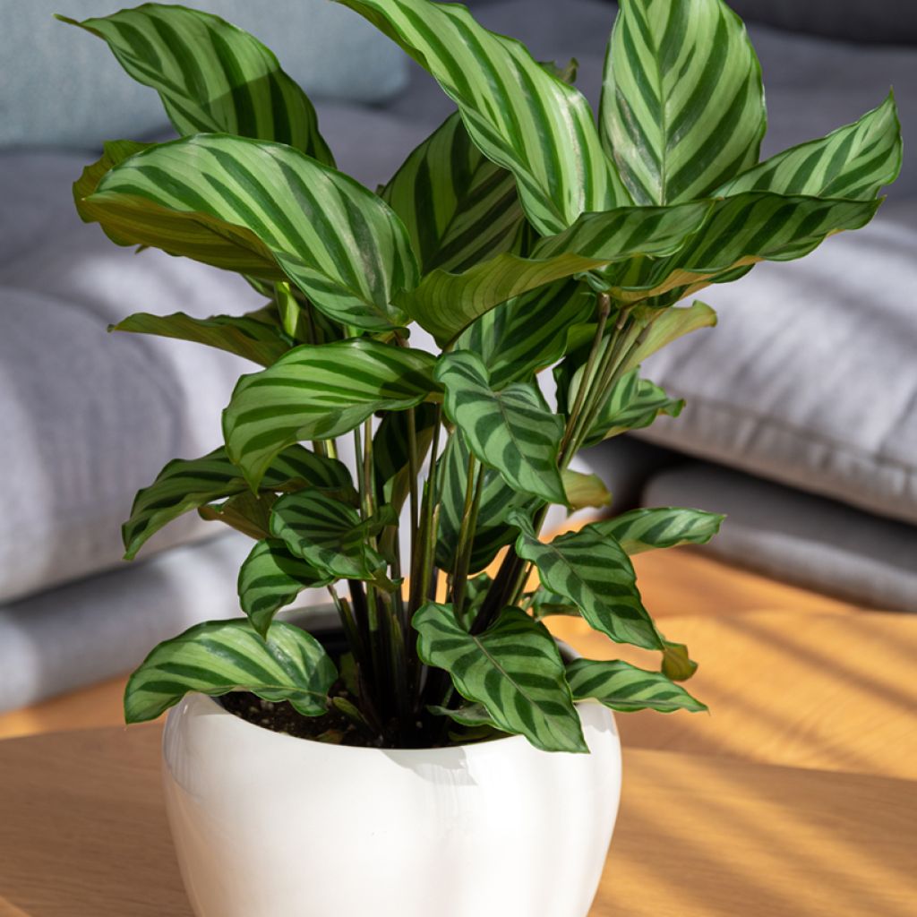 Calathea Freddie