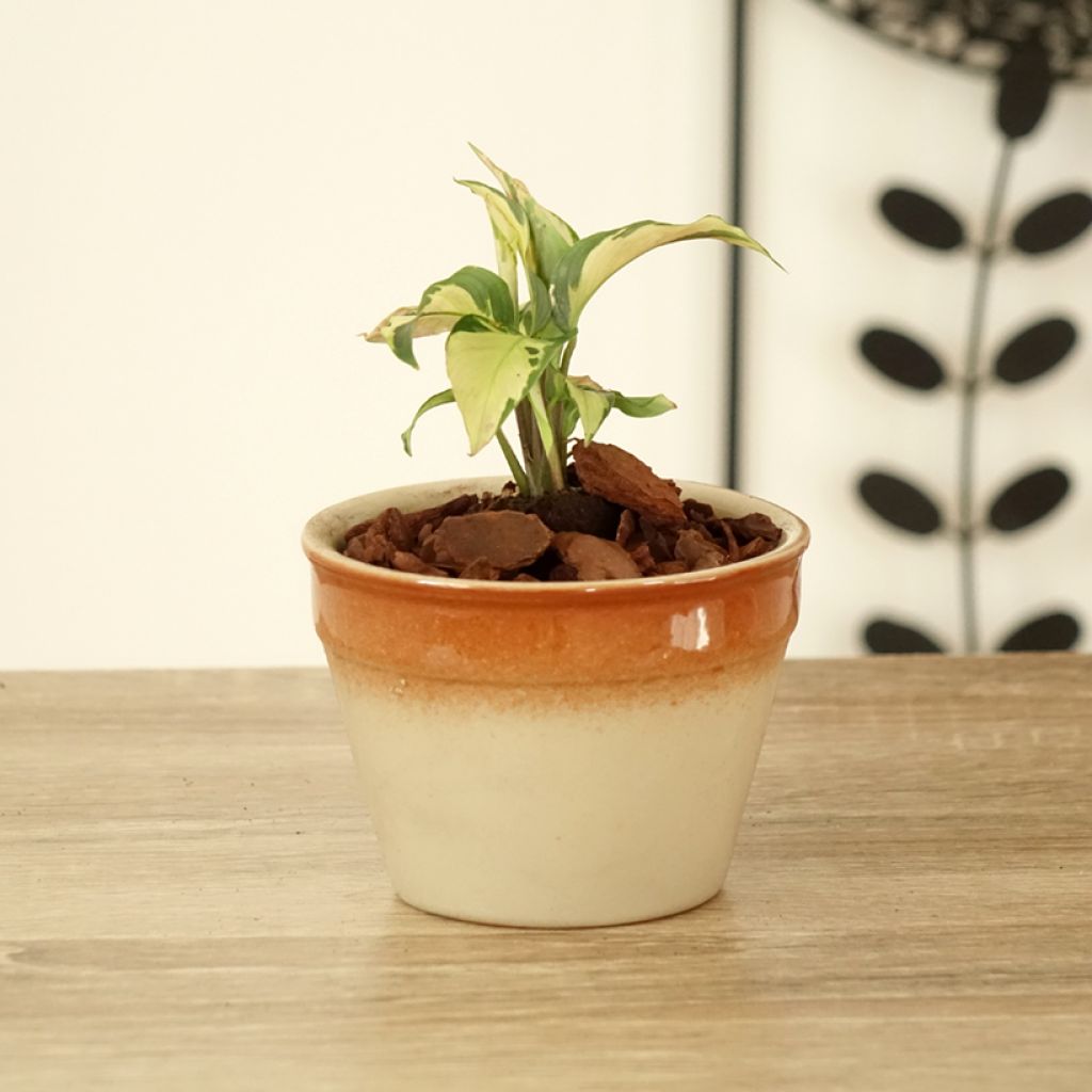 Calathea Yellow Fusion