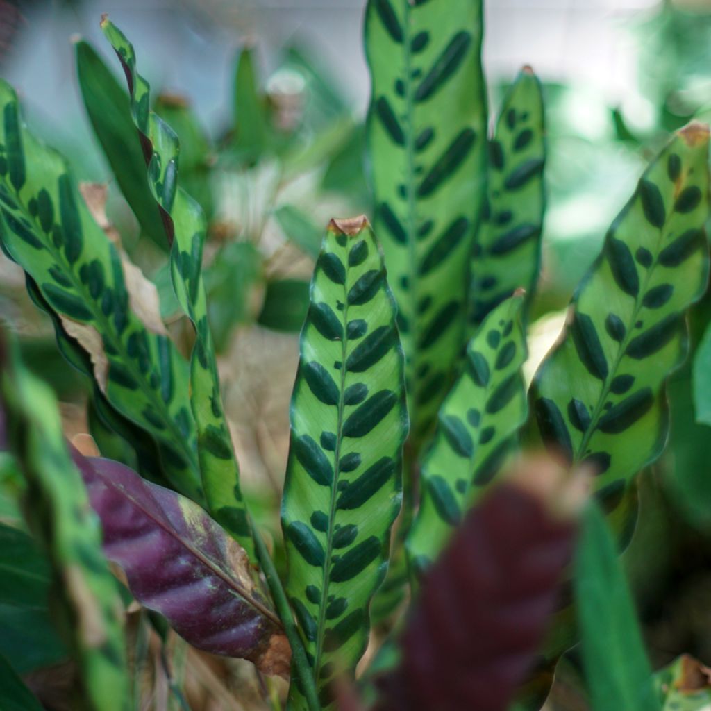 Calathea insignis