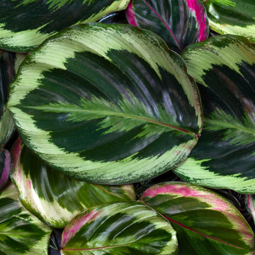 Calathea Medallion