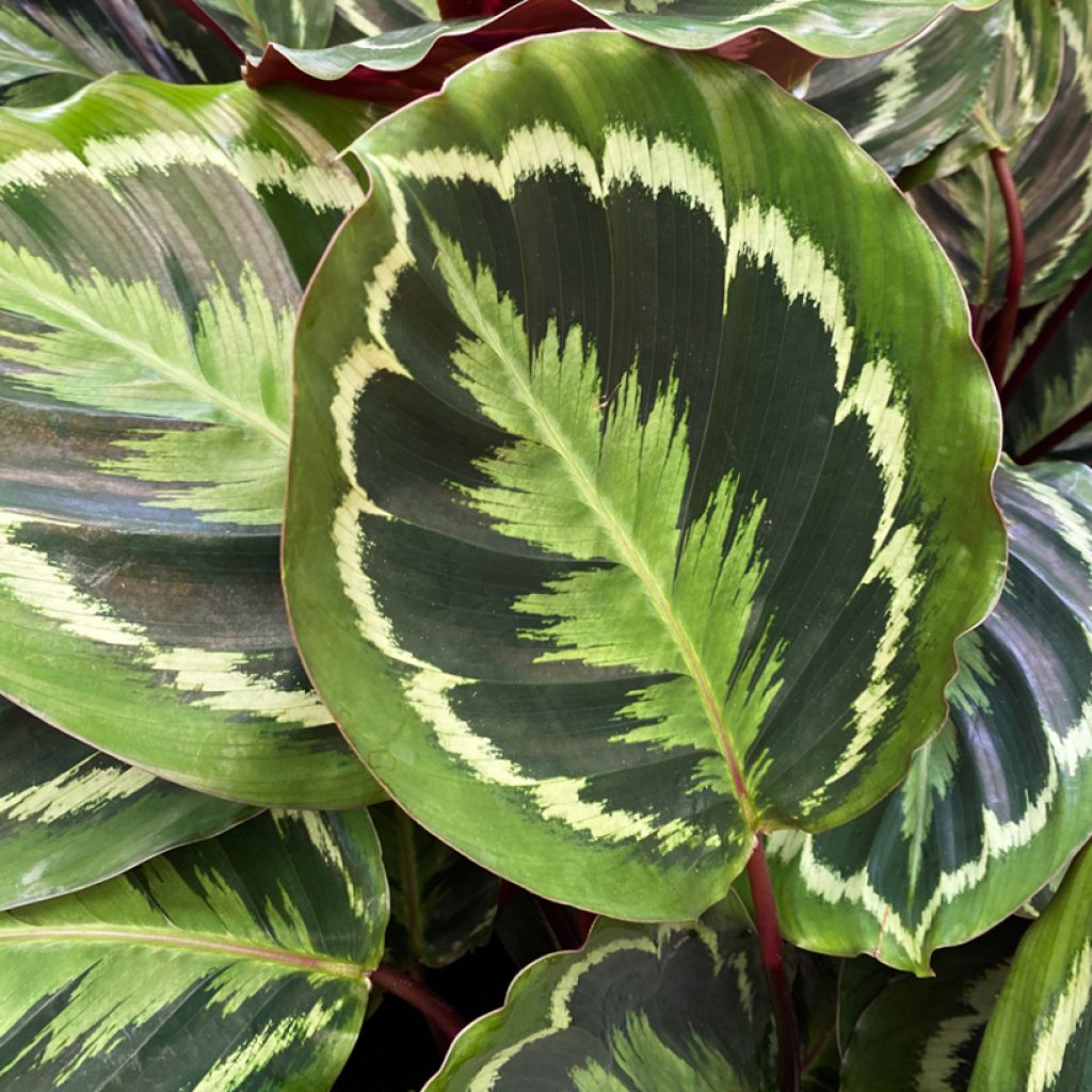 Calathea Medallion