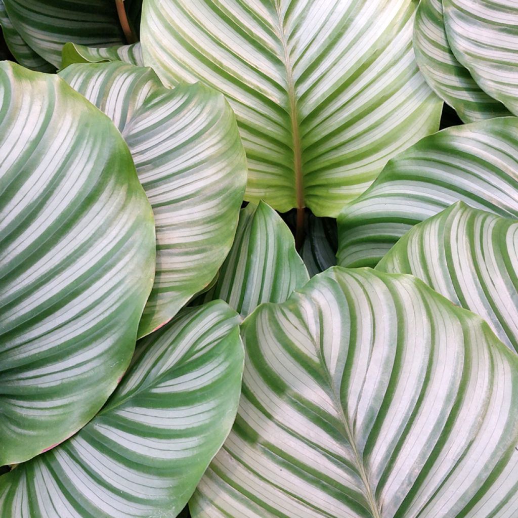 Calathea orbifolia