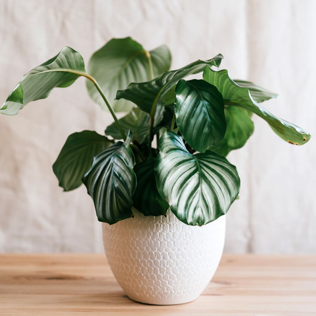 Calathea orbifolia
