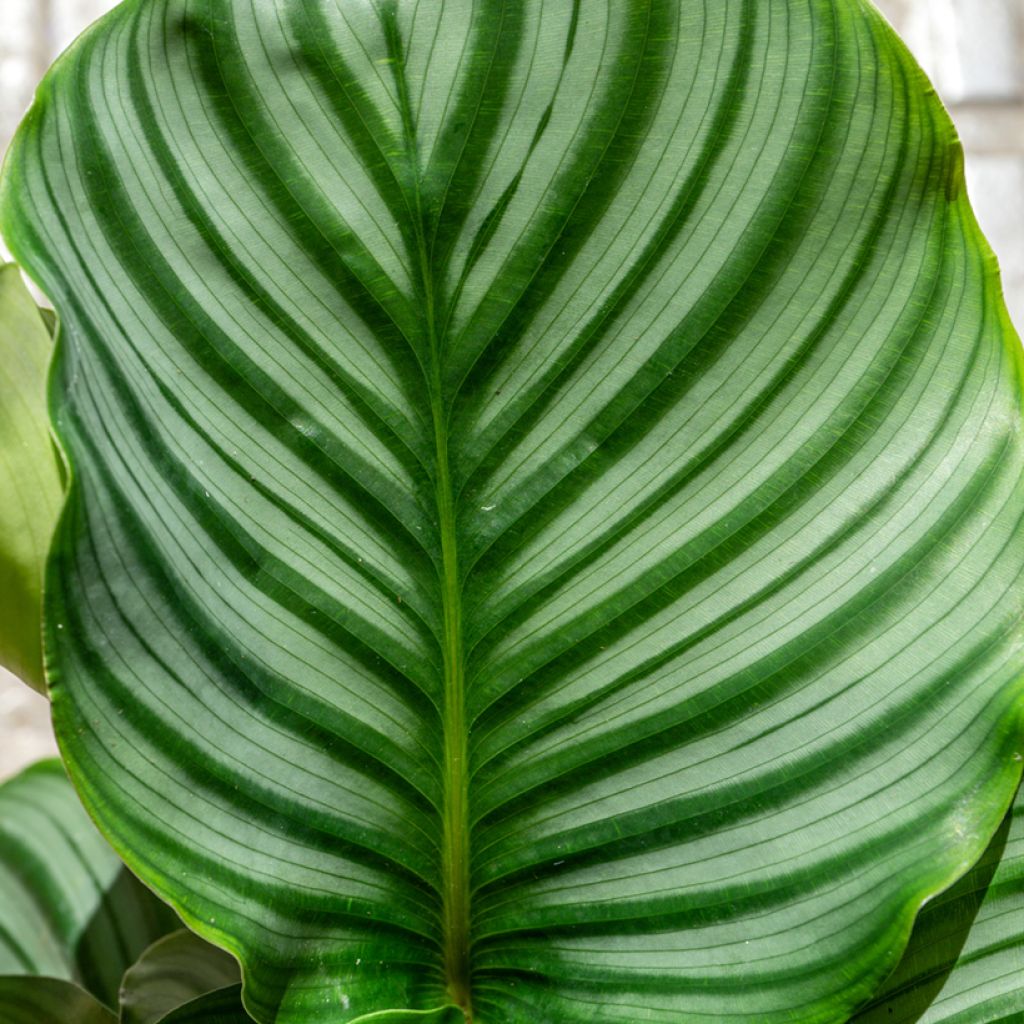 Calathea orbifolia