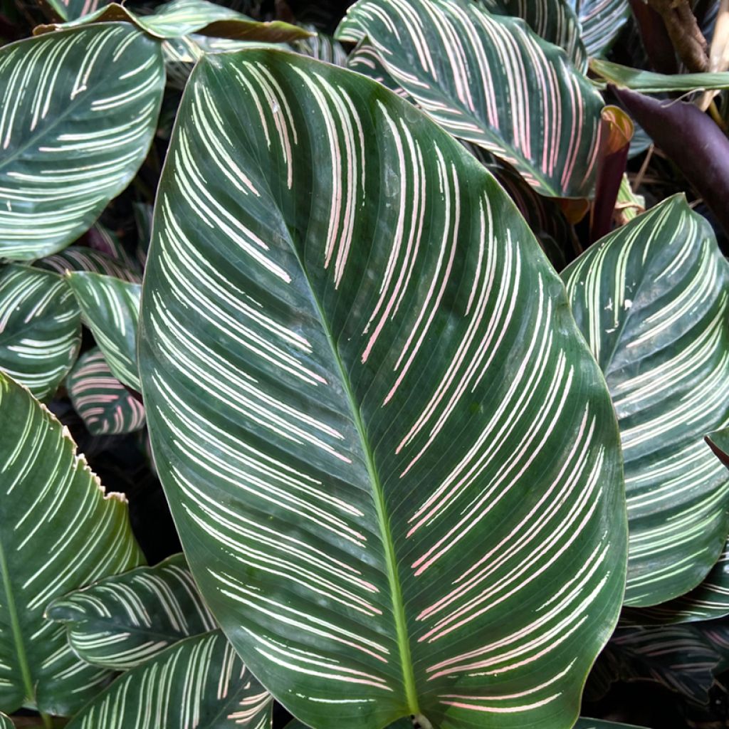 Calathea ornata