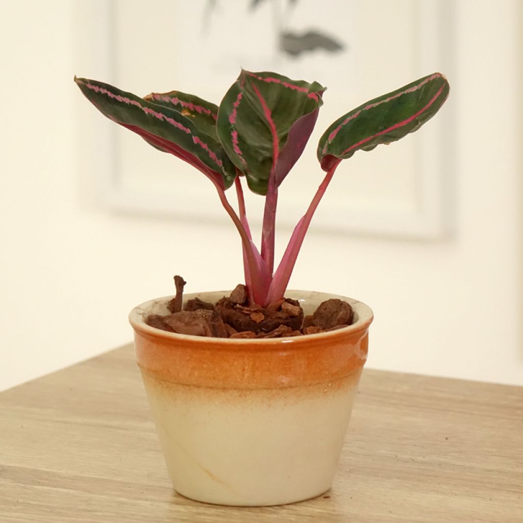 Calathea roseopicta