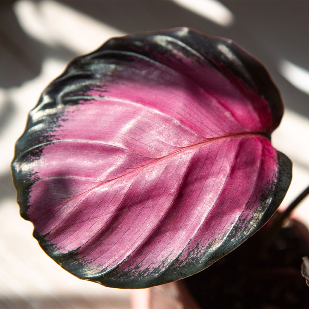 Calathea roseopicta Rosy