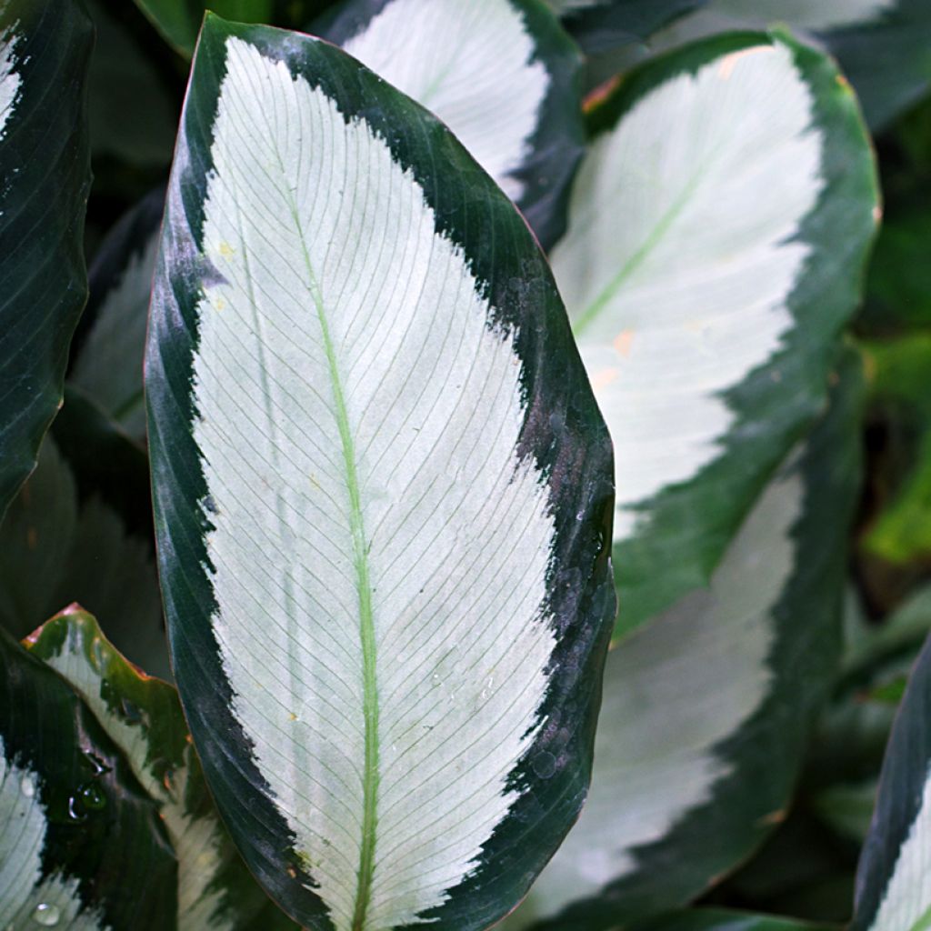Calathea Royal Standard